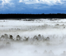 Backdrop 11